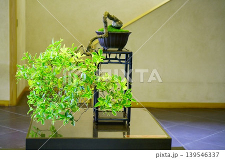 9606　盆栽　斑入り定家かずら　BONSAI 139546337