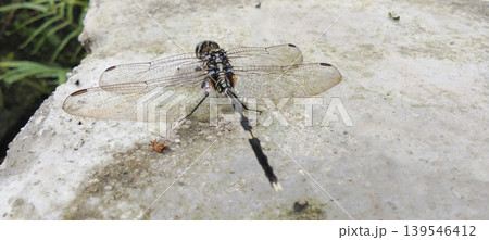 Close-up shot of a black dragonfly with transparent wings perched on a concrete surface. 139546412