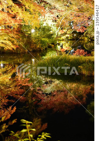 ライトアップされた金戒光明寺の庭園の紅葉 139546417