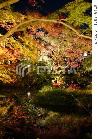 ライトアップされた金戒光明寺の庭園の紅葉 139546419