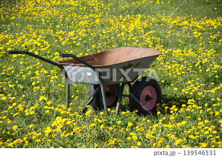 Old rusty wheelbarrow sits abandoned in a field full of blooming yellow dandelions Old rusty wheelbarrow sits abandoned in a field full of blooming yellow dandelions 139546531
