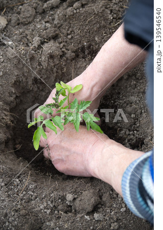 Gardener Planting Tomato Seedling By Hand In Soil In Backyard Garden Spring Planting Gardener Planting Tomato Seedling By Hand In Soil In Backyard Garden Spring Planting 139546540