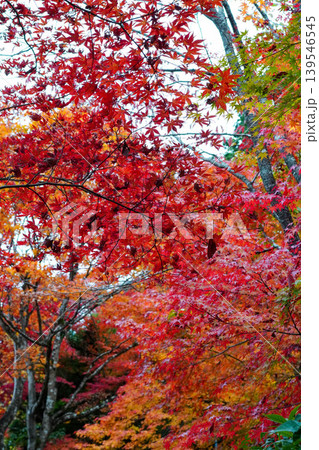 常寂光寺境内の楓の紅葉 常寂光寺境内の楓の紅葉 139546545