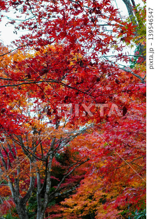 常寂光寺境内の楓の紅葉 常寂光寺境内の楓の紅葉 139546547
