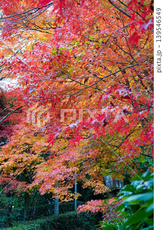 常寂光寺境内の楓の紅葉 常寂光寺境内の楓の紅葉 139546549