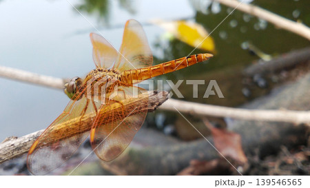 A golden dragonfly perched on a tree branch with water in the background. A golden dragonfly perched on a tree branch with water in the background. 139546565