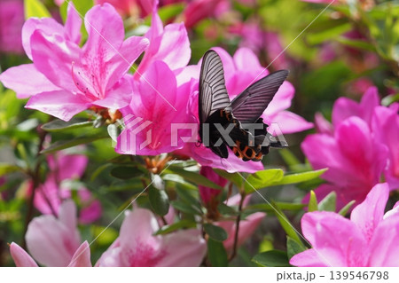 ツツジの花の蜜を吸うクロアゲハ 139546798