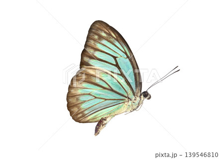 Beautiful closeup (Dark Glassy Tiger Butterfly). High-resolution image Beautiful blue butterfly flying isolated on white background. for graphics or advertising design.With clipping path. Beautiful closeup (Dark Glassy Tiger Butterfly). High-resolution image Beautiful blue butterfly flying isolated on white background. for graphics or advertising design.With clipping path. 139546810