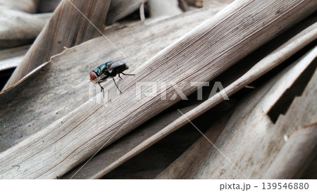 Macro Photo of Green Bottle Fly on Dry Leaf 139546880