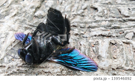 Close-up Macro View of a Black Carpenter Bee with Shimmering Blue Wings Close-up Macro View of a Black Carpenter Bee with Shimmering Blue Wings 139546892