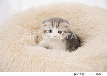 白背景とピンクのベッドに入った折れ耳の仔猫 白背景とピンクのベッドに入った折れ耳の仔猫 139546895