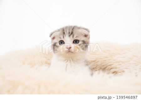 白背景とピンクのベッドに入った折れ耳の仔猫 白背景とピンクのベッドに入った折れ耳の仔猫 139546897