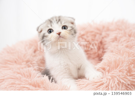 白背景とピンクのベッドに入った折れ耳の仔猫 白背景とピンクのベッドに入った折れ耳の仔猫 139546903