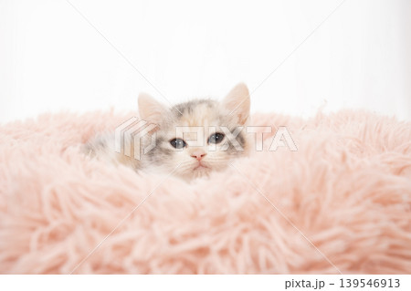 白背景とピンクのベッドに入ったスコティシュフォールドの仔猫 139546913