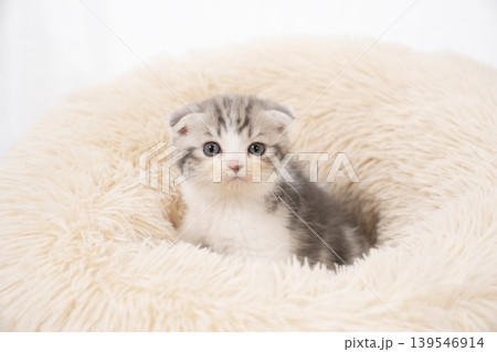 白背景とピンクのベッドに入った折れ耳の仔猫 白背景とピンクのベッドに入った折れ耳の仔猫 139546914