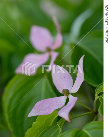 薄紅色のヤマボウシの花 薄紅色のヤマボウシの花 139546926