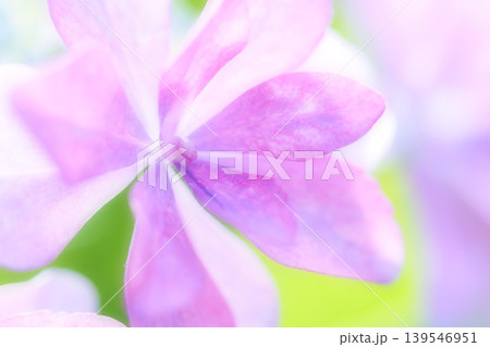 ピンク色の可愛い紫陽花 ピンク色の可愛い紫陽花 139546951