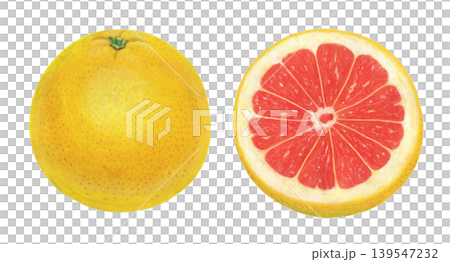 Grapefruit illustration - 2 Grapefruit illustration - 2 139547232