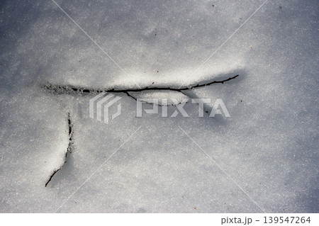 A delicate branch peeks from melting snow, revealing a glimpse of the changing season. Winter's grip loosens, hint of spring A delicate branch peeks from melting snow, revealing a glimpse of the changing season. Winter's grip loosens, hint of spring 139547264