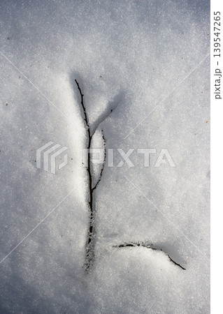 A delicate branch emerging from slushy, melting snow on a bright early spring day. The winter white gives way to subtle signs of nature's thaw, a crisp abstract scene A delicate branch emerging from slushy, melting snow on a bright early spring day. The winter white gives way to subtle signs of nature's thaw, a crisp abstract scene 139547265