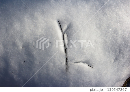 A bare twig emerges from soft, melting snow, bathed in sunlight. A gentle sign of thawing, capturing late winter's quiet beauty and nature's transition A bare twig emerges from soft, melting snow, bathed in sunlight. A gentle sign of thawing, capturing late winter's quiet beauty and nature's transition 139547267