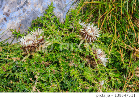 Silver thistle (Carlina acaulis), also known as stemless carline thistle, dwarf carline thistle Silver thistle (Carlina acaulis), also known as stemless carline thistle, dwarf carline thistle 139547311