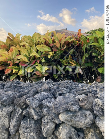 石垣島の石垣と植物 石垣島の石垣と植物 139547466