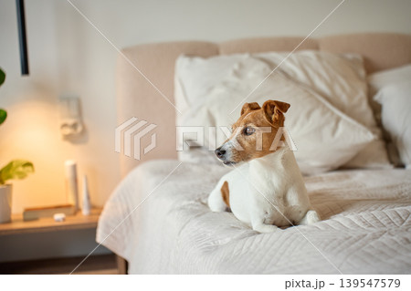 Jack Russell Terrier dog lying on bed in cozy bedroom Jack Russell Terrier dog lying on bed in cozy bedroom 139547579