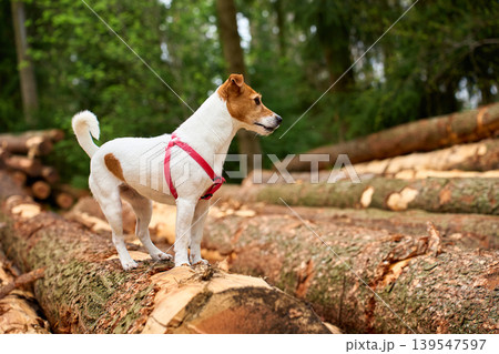 Small dog standing on timber logs in forest 139547597
