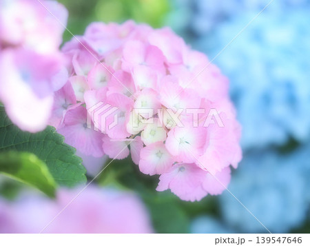 ピンクの紫陽花 ピンクの紫陽花 139547646