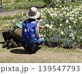 公園の花壇を手入れする園芸ボランティアの人 公園の花壇を手入れする園芸ボランティアの人 139547793