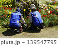 公園の花壇を手入れする園芸ボランティアの人 公園の花壇を手入れする園芸ボランティアの人 139547795