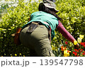 公園の花壇を手入れする造園業者のプロ職人 公園の花壇を手入れする造園業者のプロ職人 139547798