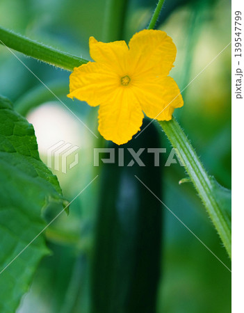 きゅうりの花は黄色で周囲の緑とのコントラストが美しい 139547799
