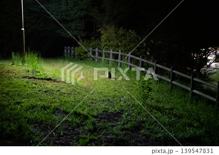 夜の林道、光の中に立つ小動物 夜の林道、光の中に立つ小動物 139547831