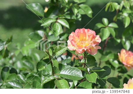 バラの花 バラ 花 初夏 梅雨 5月 イメージ 139547848