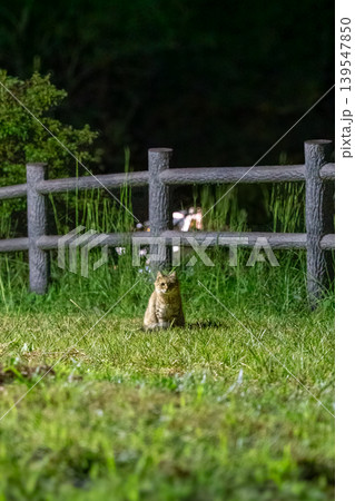 夜の草地に佇む猫 夜の草地に佇む猫 139547850