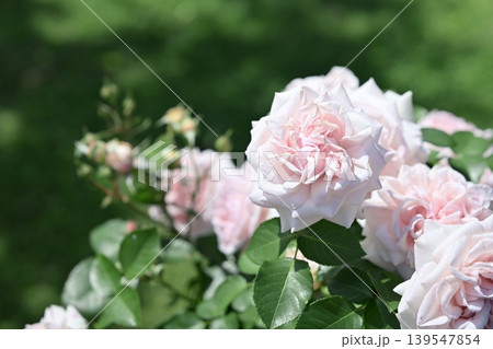 バラの花 ピンク 白色 花 梅雨 初夏 5月 イメージ 139547854