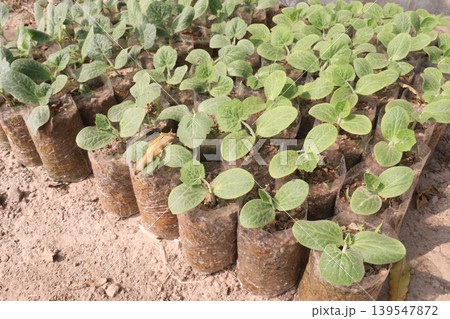 bottle gourd seedling on bag in farm for harvest 139547872