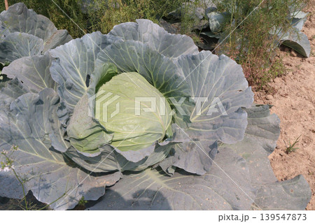 cabbage on shop for sell are cash crops 139547873