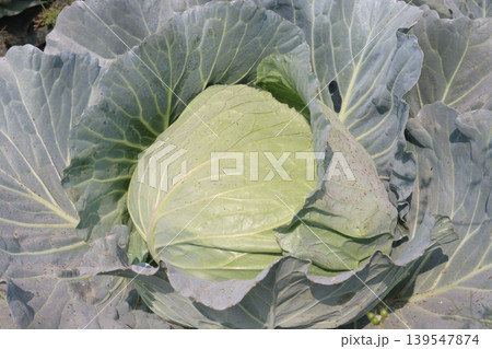 cabbage on shop for sell are cash crops cabbage on shop for sell are cash crops 139547874