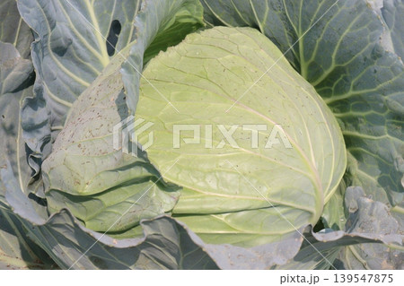 cabbage on shop for sell are cash crops cabbage on shop for sell are cash crops 139547875