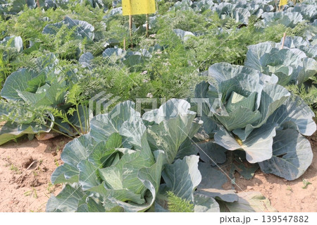 carrot and cabbage on farm for harvest are cash crops carrot and cabbage on farm for harvest are cash crops 139547882