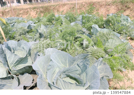 carrot and cabbage on farm for harvest are cash crops 139547884
