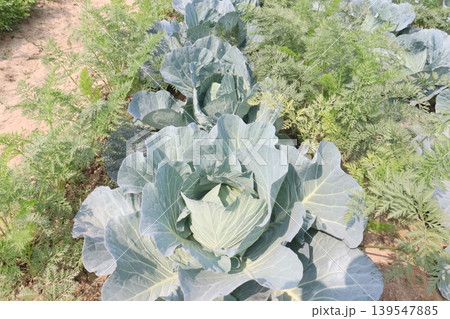 carrot and cabbage on farm for harvest are cash crops 139547885