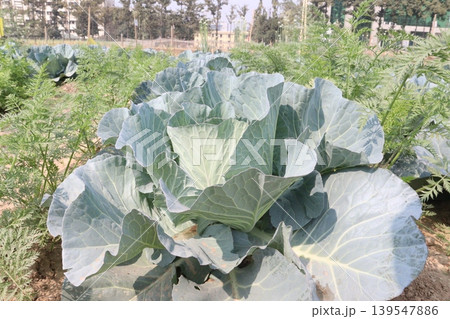 carrot and cabbage on farm for harvest are cash crops 139547886