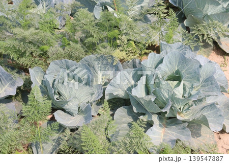 carrot and cabbage on farm for harvest are cash crops 139547887