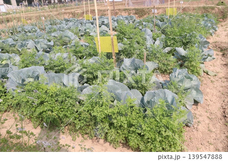 carrot and cabbage on farm for harvest are cash crops 139547888
