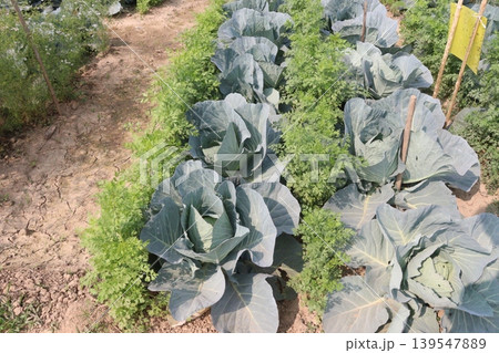 carrot and cabbage on farm for harvest are cash crops 139547889