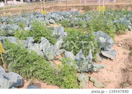 carrot and cabbage on farm for harvest are cash crops 139547890